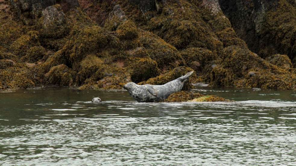 Seal on rock